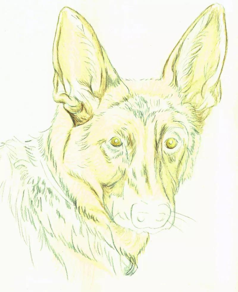 画牧羊犬详细教程,德国牧羊犬画画