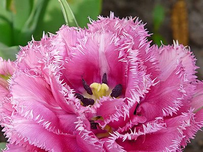 郁金香花之女王,素有花之女王之称的郁金香