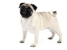 最受欢迎的四大宠物狗你养了吗,比较可爱乖巧的宠物狗有哪些