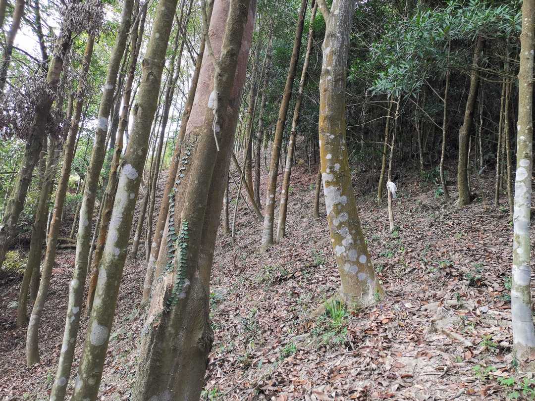 厦门市天竺山一日游,厦门天竺山攻略