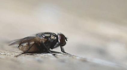 苍蝇的一生有多短暂,苍蝇的一生也就是人类的缩影