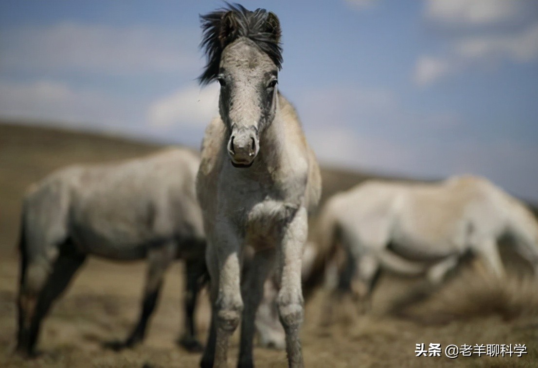果真这么豪横？我国卖万元一匹，澳大利亚猎杀1万匹野马还嫌不够