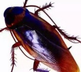 小区消毒杀虫方法与常识,杀虫公司怎样除蟑螂