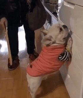 别给狗狗做这7件蠢事,这7件事会让狗狗难过