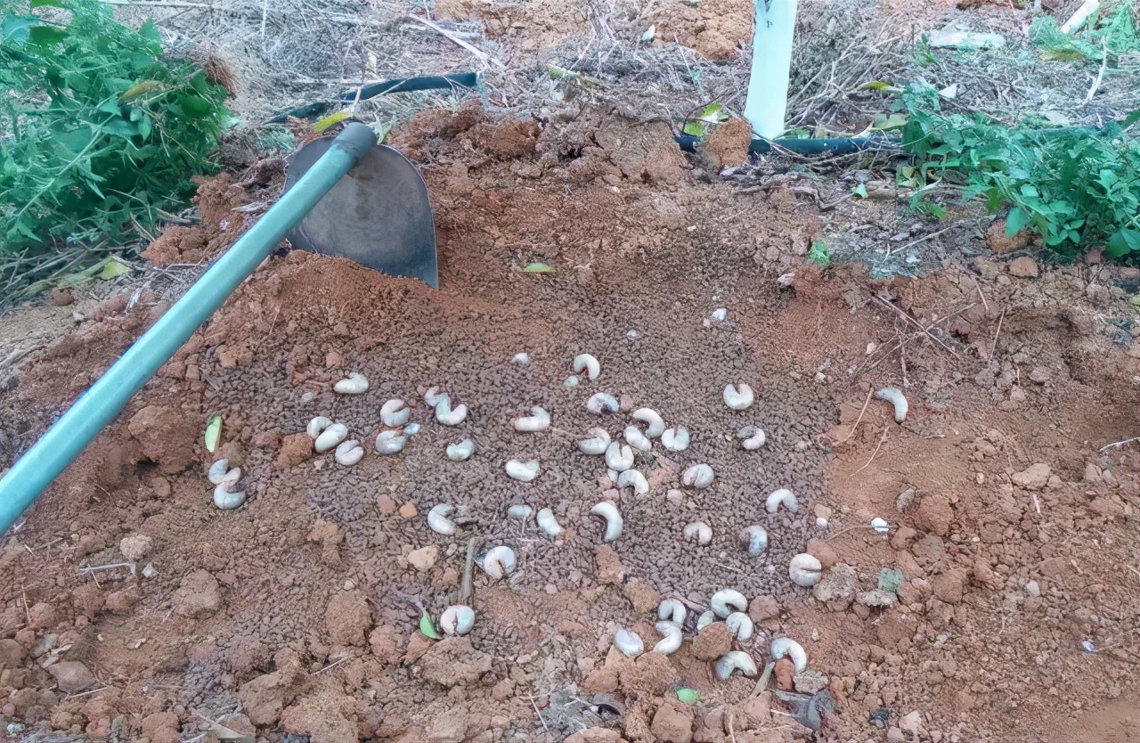 农田地下害虫怎么处理,病虫害防治地上地下害虫通通搞定