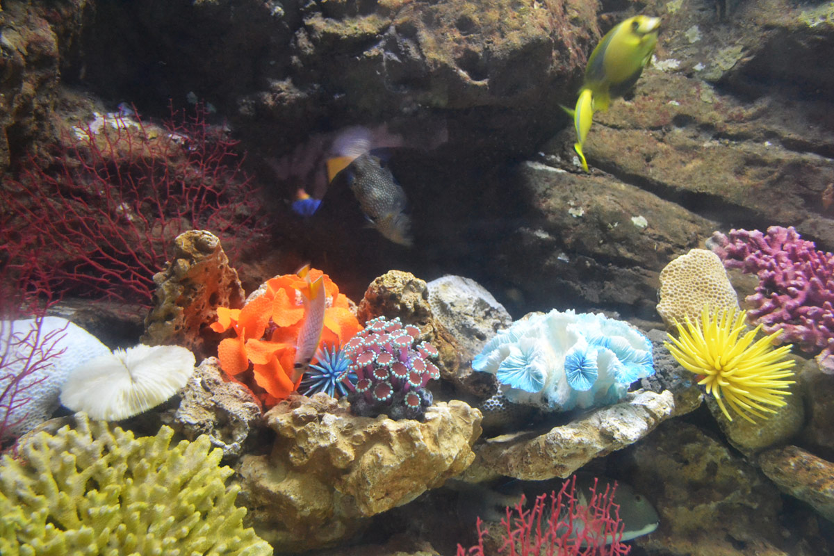 海洋馆郑州海洋馆,郑州海洋馆极地海洋世界