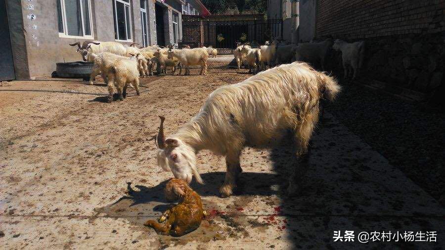 如何接生羔羊和处理突发情况?老牧民教你怎么做,满满的干货