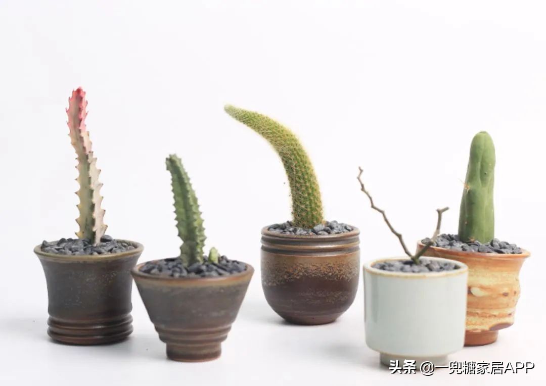 春天花会开|这20家植物淘宝店，植物杀手看了也想买！