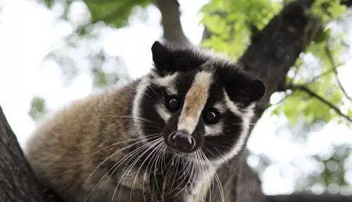 穿山甲是什么英语,穿山甲蝙蝠果子狸