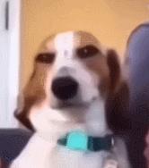 人狗大战电影免费观看,第一次人机大战视频