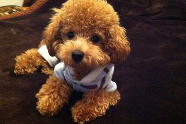 春节该如何带宠物回家,马上快过年了宠物应该怎么照顾呢