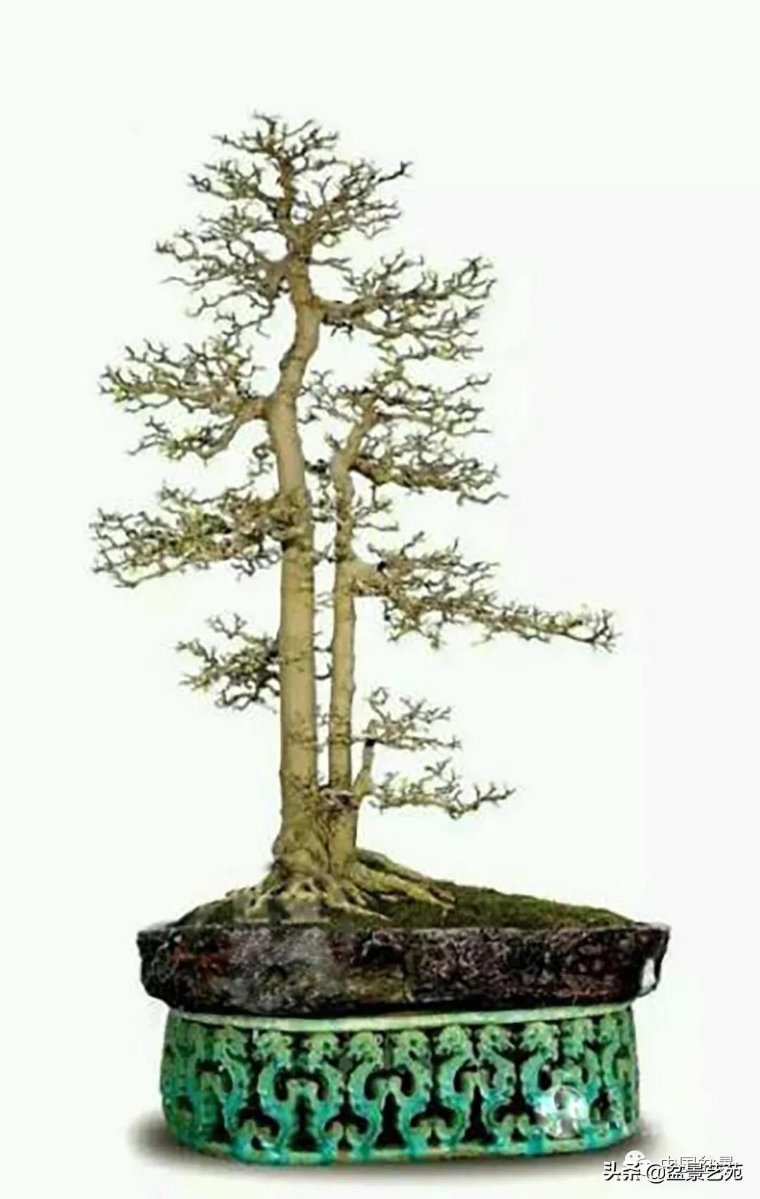 老树桩的造形特征有哪些,论述树桩盆景主要流派的艺术特点