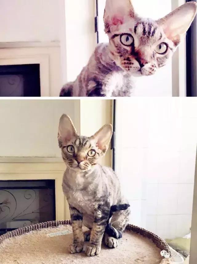 猫咪图鉴,七喵德文卷毛猫