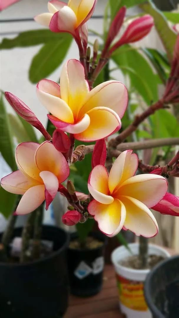 堆肥土制作有机液肥最简单的方法,自制堆肥和有机肥有什么区别