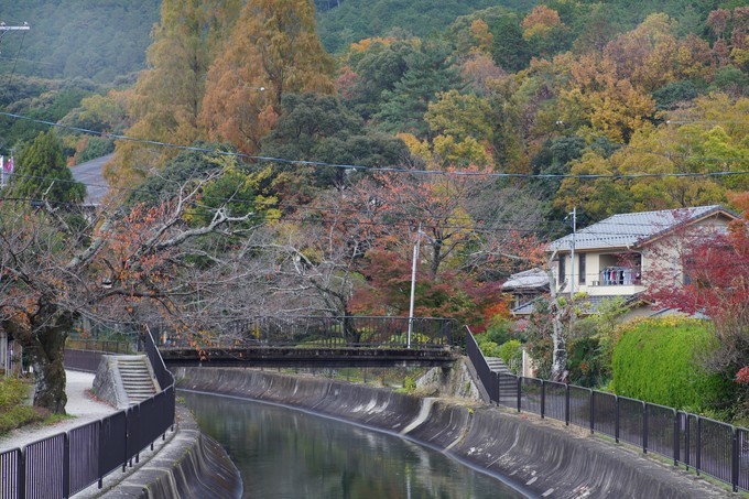京都赏枫2022,京都赏枫必去景点有哪些好玩的