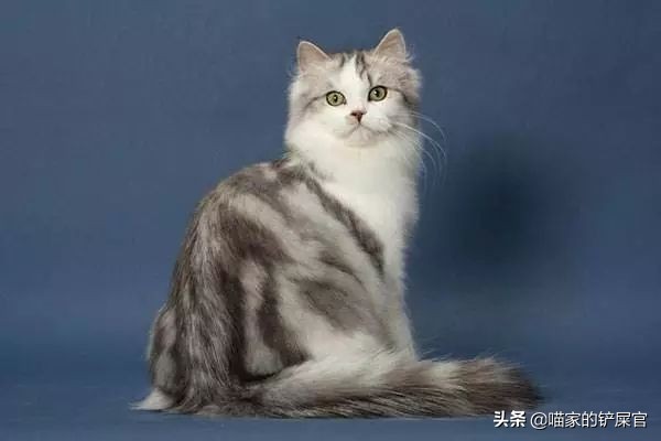 布偶猫亲布偶猫,褴褛猫和布偶猫的区别是什么意思