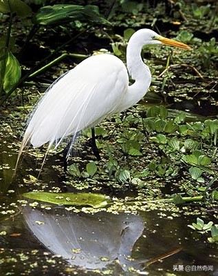 亚马逊十大凶猛植物,巴西亚马逊热带雨林动植物