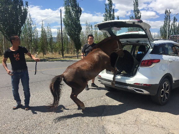 端午返京车流混进了一匹“汗血宝马”路人围观更堵了