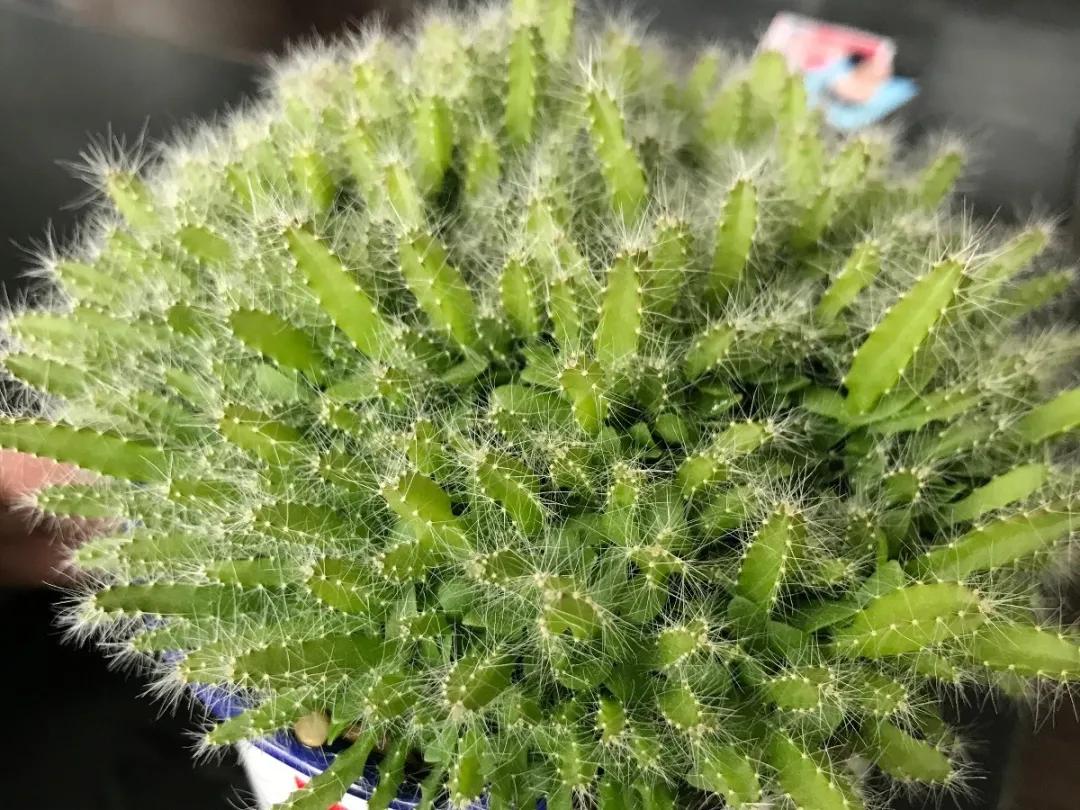 芒果核种芒果的过程,菠萝芒果核种植视频