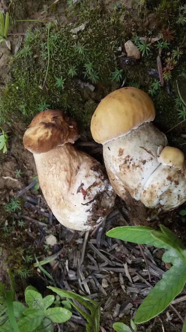 我们的童年时光,我们的童年舞蹈