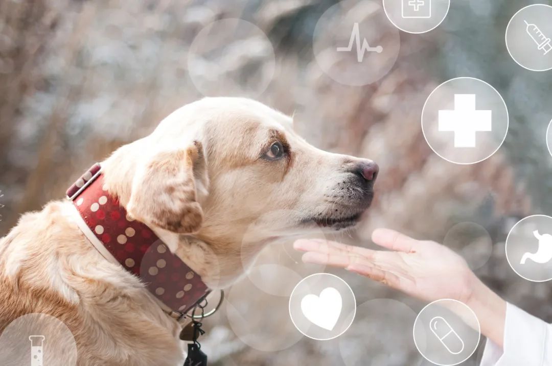 狗：我一次恋爱都没谈，居然得了这种病