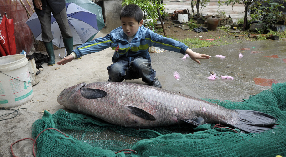 野钓怎么提高鱼获,资源不好野钓大鱼技巧及方法