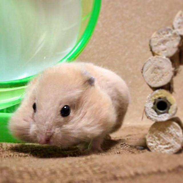 主人给小仓鼠们做饭吃,主人给仓鼠喂东西视频