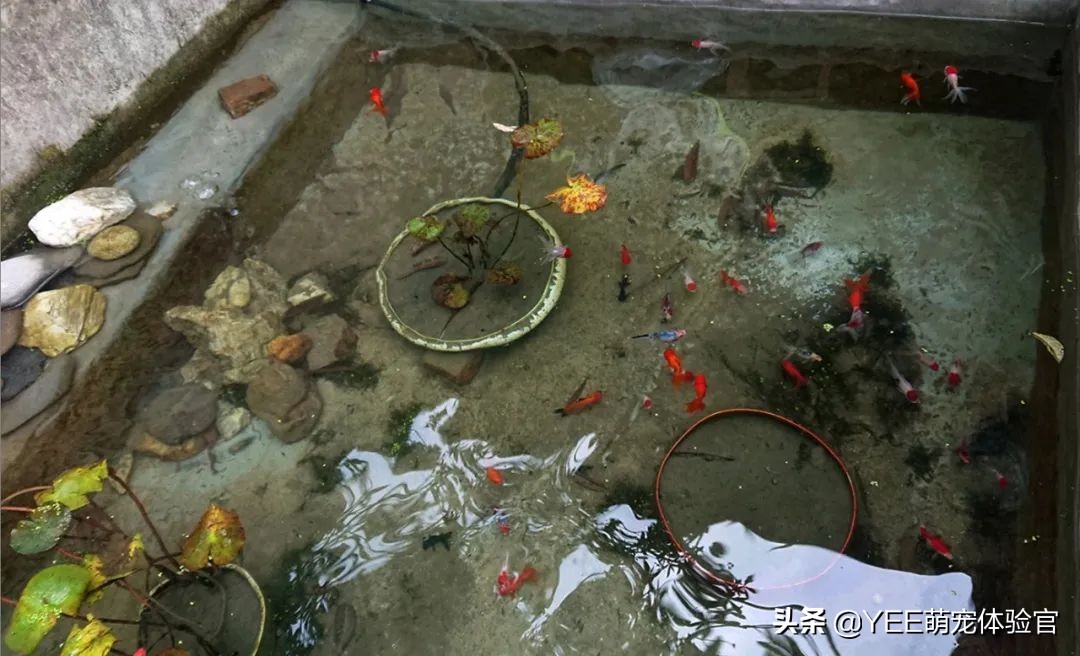 金鱼为什么越养越少,养金鱼的10大忠告