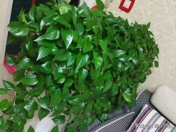 绿萝冬天冻伤了长新叶怎么换盆,绿萝叶子冻了怎么办