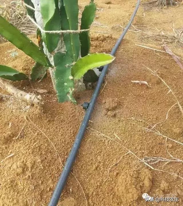 火龙果烂根了怎么处理,火龙果扦插怎么才能防止烂根