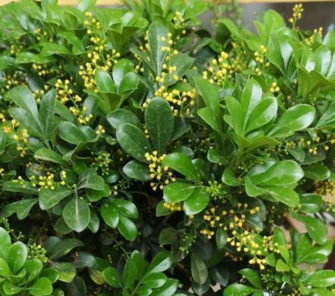 米兰花在家养好不好,米兰花怎么养室内最好