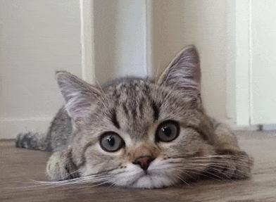 猫咪被打眼睛睁不开有分泌物,猫咪眼睛分泌物多是怎么回事