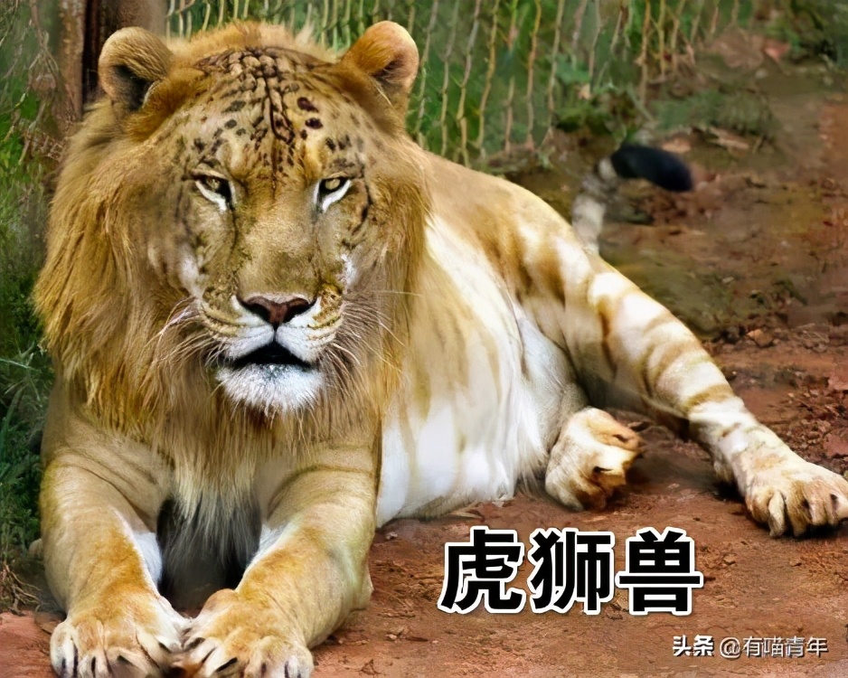 猫咪在啪啪啪的时候,究竟爽不爽?