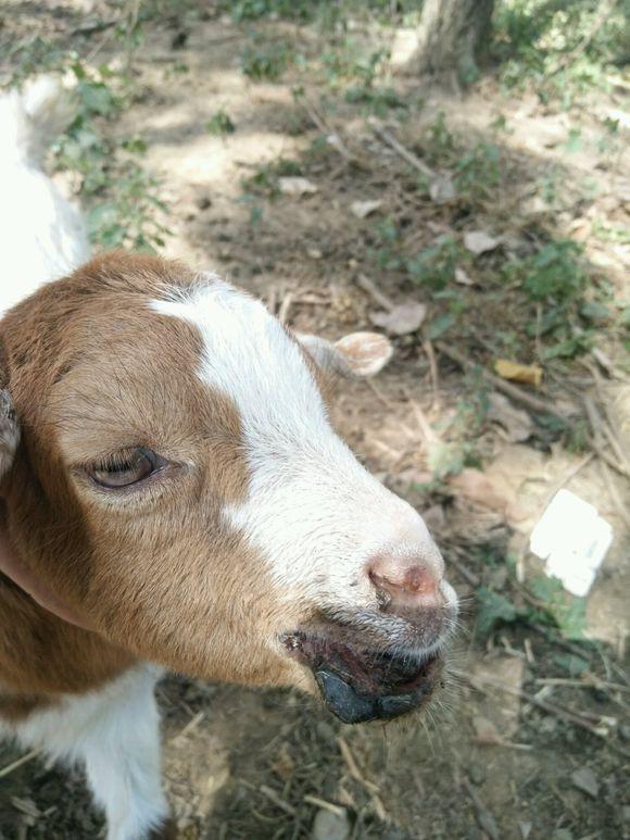 养羊口疮怎么治,羊口鼻上生疮原因