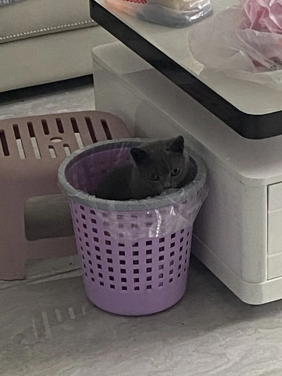 和宠物交流说什么,宠物谈恋爱怎么回事