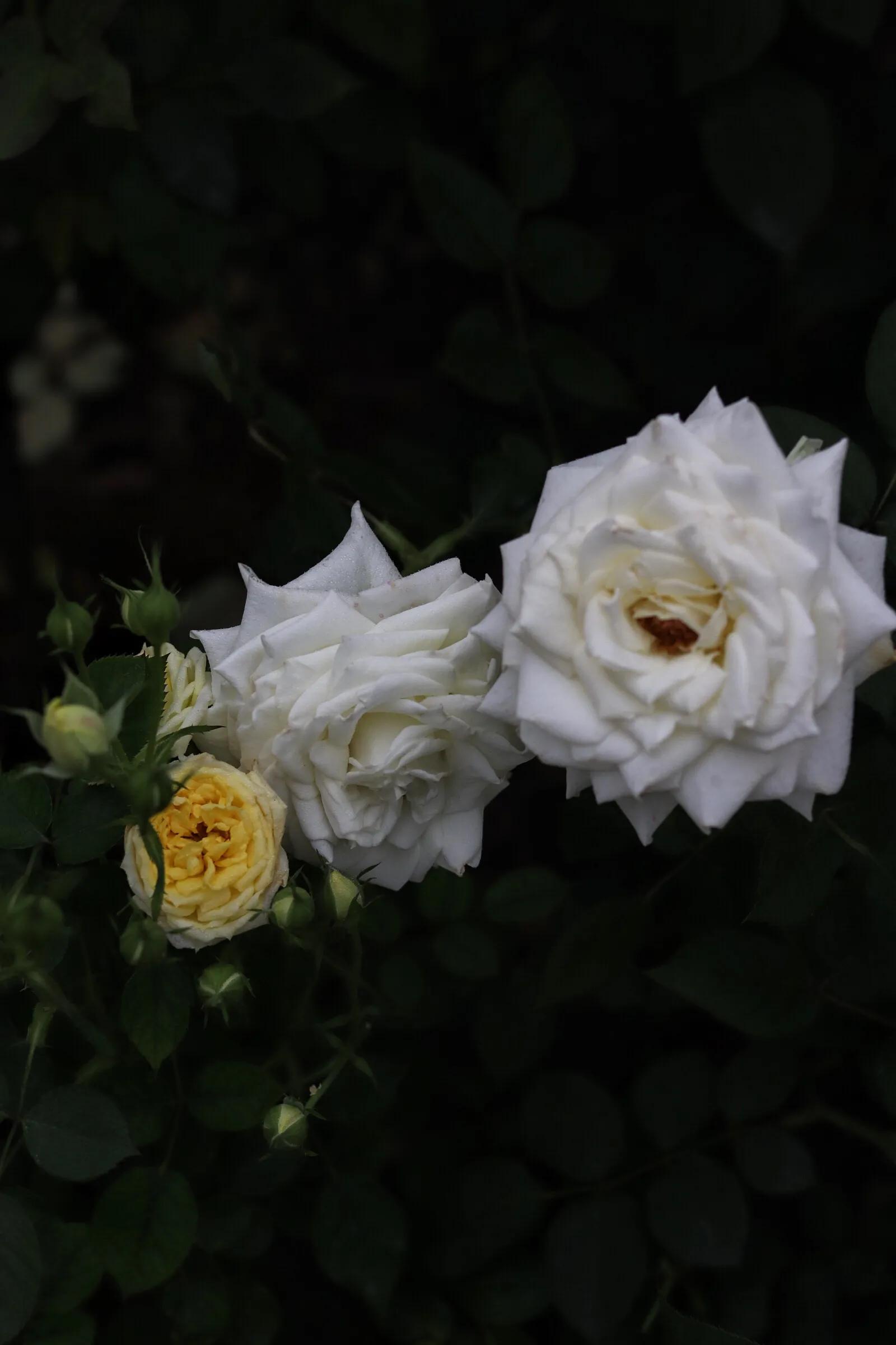各种不同颜色玫瑰花的花语是什么,各种颜色玫瑰花的花语