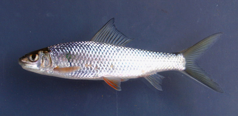 麦鲮侵入南方水系,30年成“珠江一哥”,真比罗非鱼还难缠?