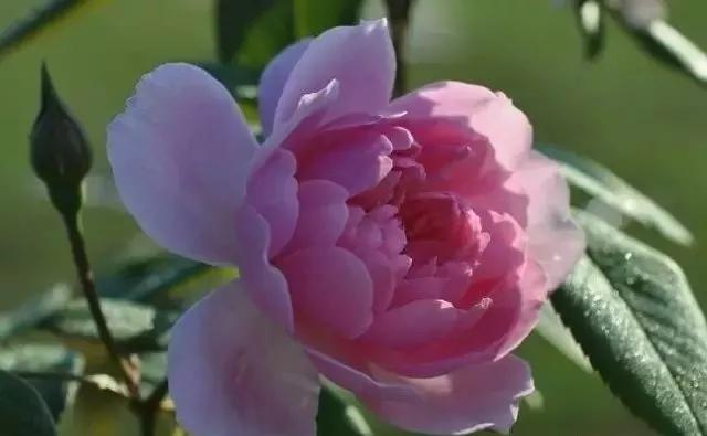 101种玫瑰品种科普你都认识吗,100种玫瑰品种科普你都认识吗