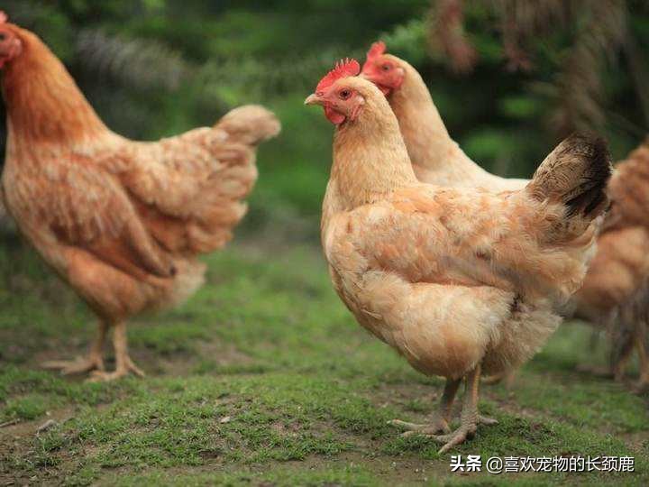 鸡的祖先真的是霸王龙吗,鸡的祖先是霸王龙的亲戚吗