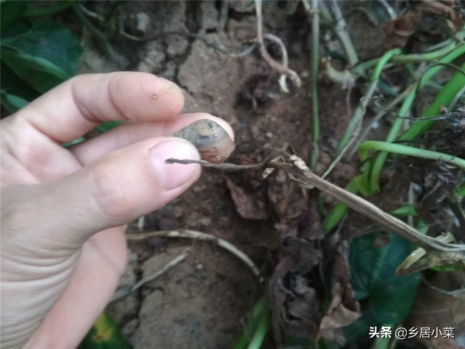 生石灰能杀灭蜗牛吗,种菜遇蜗牛吃如何防治