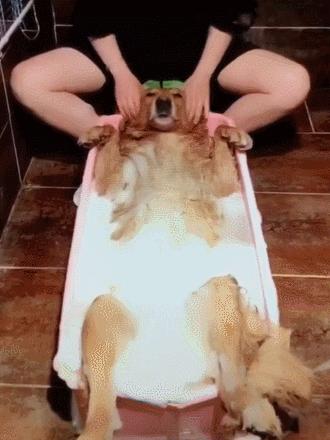 养狗10年后的后悔,养狗是不是每天都要给狗狗洗澡