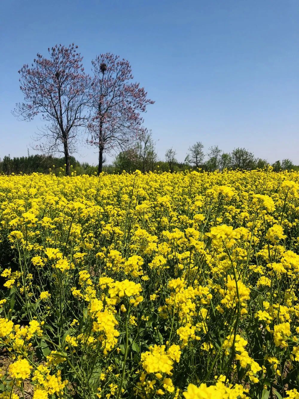 五一假期潍坊赏花踏青地推荐！这8个小众的绝美之地，一定要去走一走啊...
