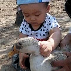 中国动物死亡事件,全国每年有多少动物死亡