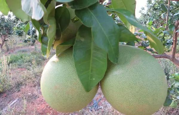 海南必吃十种水果图片名称,海南水果品种大全排名