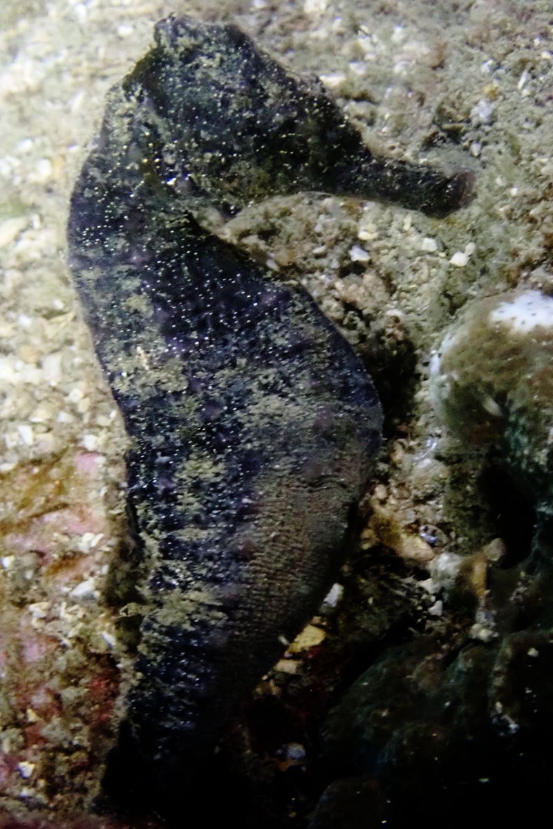 深圳附近海域鱼类大全,深圳海域动物