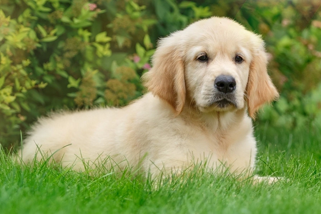 金毛牙龈肿痛用什么药,金毛牙龈出血怎么回事