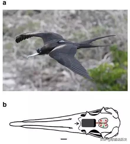 无脚鸟古人,无脚鸟世界上有什么鸟