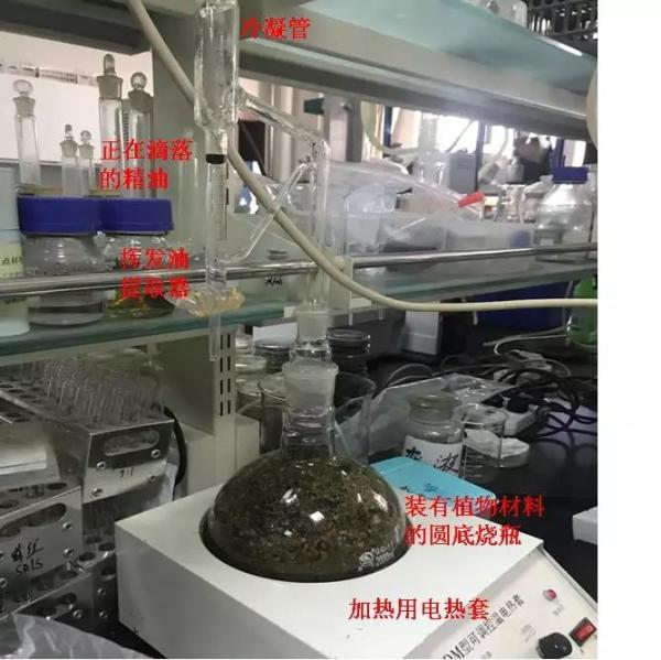 按摩精油的功效与作用,艾草精油的功效与作用