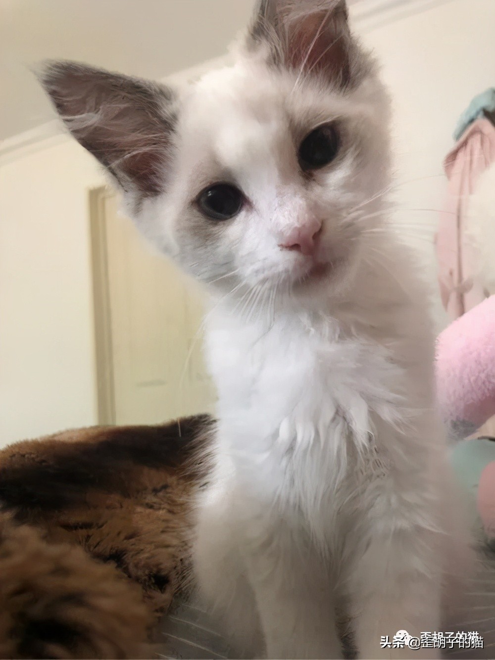 如何看出猫咪年龄有多大,怎么看出猫咪的年龄多大