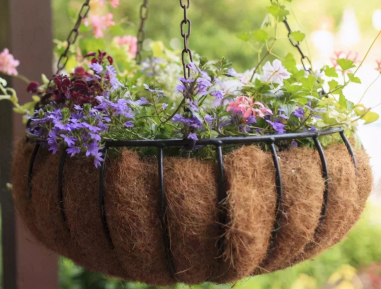 实用扦插教学让植物一盆变多盆,容易扦插成活的盆栽植物